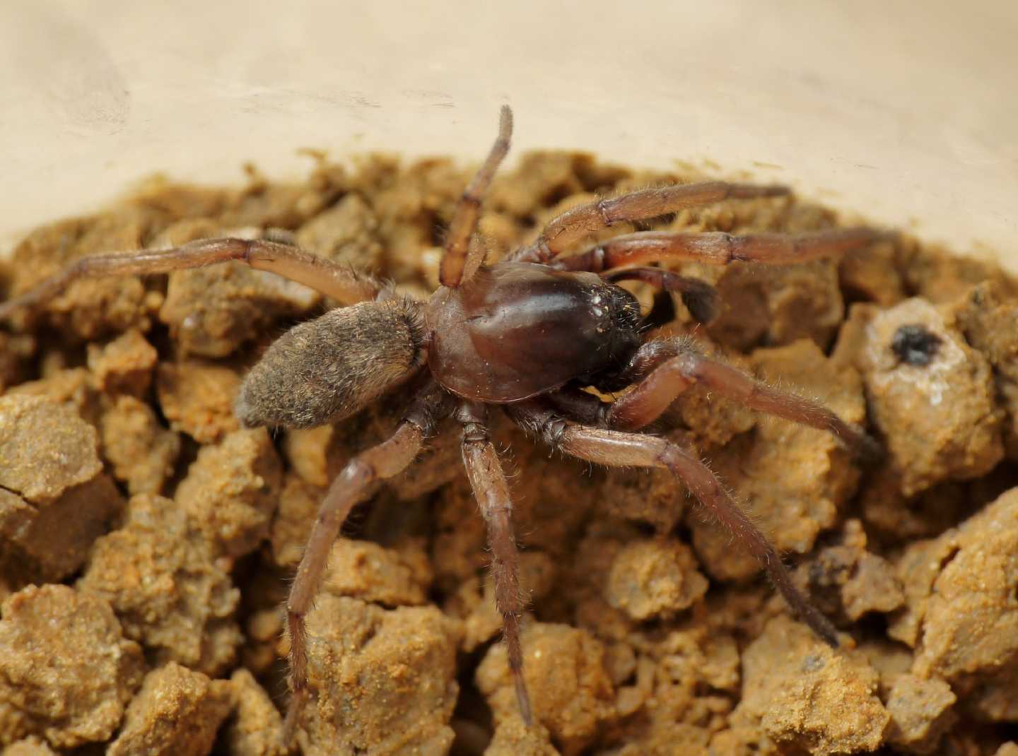 Gnaphosidae: probabile Haplodrassus sp.